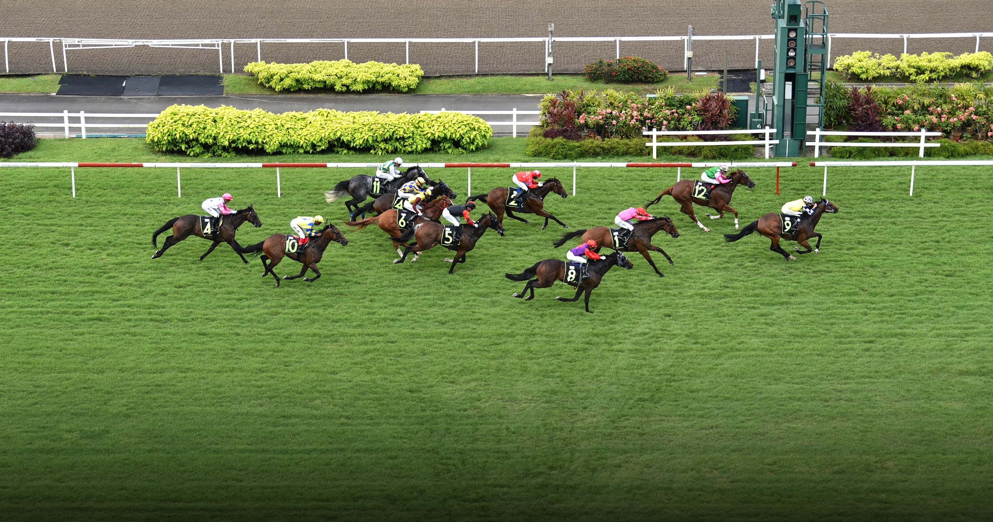 Racing horse